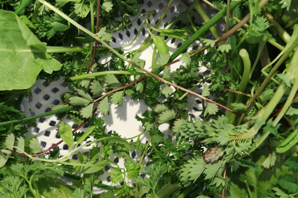 Die sieben Kräuter für Grüne Soße bunt gemischt in einer Salatschleuder nach dem Waschen.